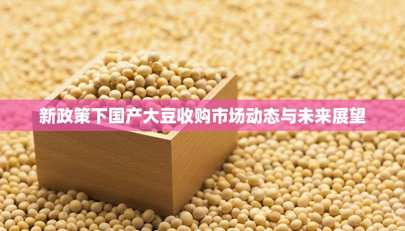 新政策下國產(chǎn)大豆收購市場動態(tài)與未來展望