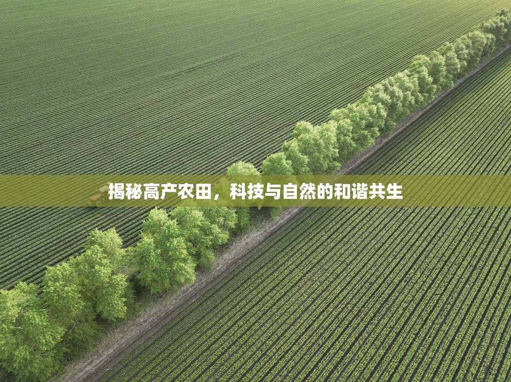 揭秘高產(chǎn)農(nóng)田，科技與自然的和諧共生