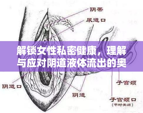 解鎖女性私密健康，理解與應(yīng)對陰道液體流出的奧秘
