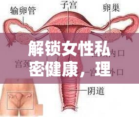 解鎖女性私密健康，理解與應(yīng)對陰道液體流出的奧秘