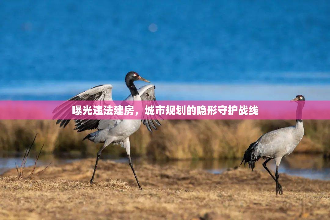 曝光違法建房，城市規(guī)劃的隱形守護(hù)戰(zhàn)線