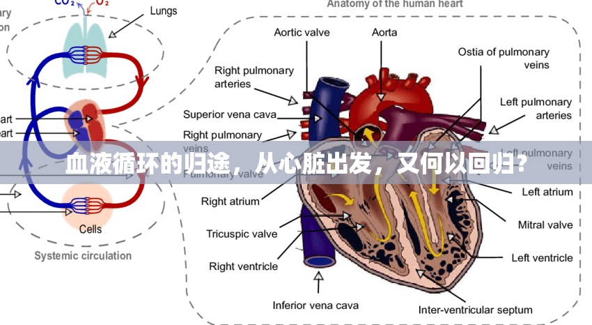 血液循環(huán)的歸途，從心臟出發(fā)，又何以回歸？