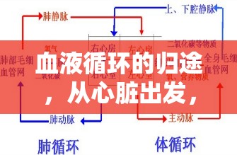 血液循環(huán)的歸途，從心臟出發(fā)，又何以回歸？