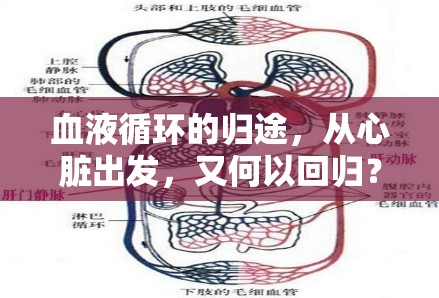 血液循環(huán)的歸途，從心臟出發(fā)，又何以回歸？