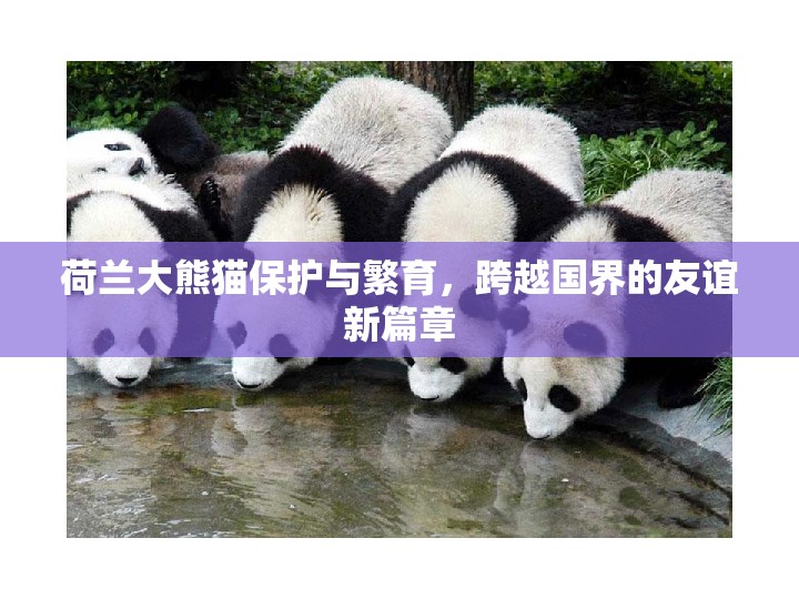 荷蘭大熊貓保護(hù)與繁育，跨越國界的友誼新篇章