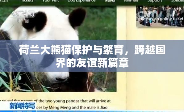 荷蘭大熊貓保護(hù)與繁育，跨越國界的友誼新篇章