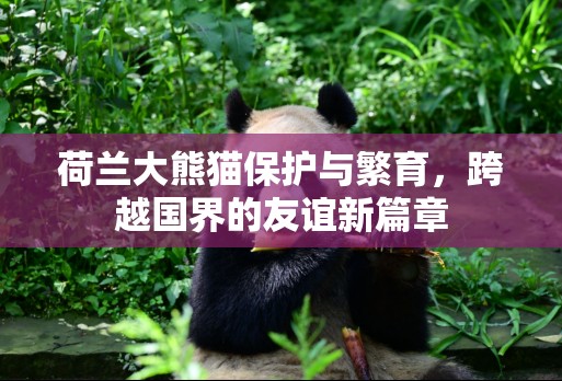 荷蘭大熊貓保護(hù)與繁育，跨越國界的友誼新篇章