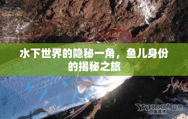 水下世界的隱秘一角，魚兒身份的揭秘之旅