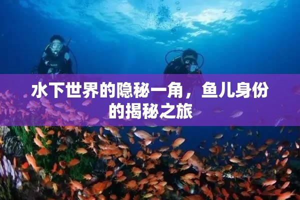水下世界的隱秘一角，魚兒身份的揭秘之旅