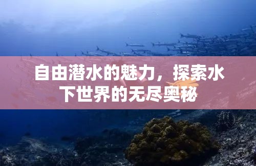 自由潛水的魅力，探索水下世界的無盡奧秘