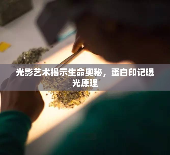 光影藝術(shù)揭示生命奧秘，蛋白印記曝光原理