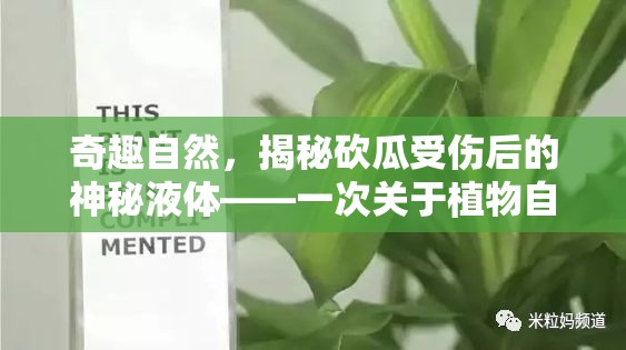 奇趣自然，揭秘砍瓜受傷后的神秘液體——一次關(guān)于植物自愈的奇妙探索