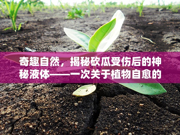 奇趣自然，揭秘砍瓜受傷后的神秘液體——一次關(guān)于植物自愈的奇妙探索