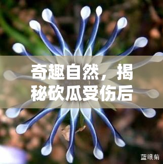 奇趣自然，揭秘砍瓜受傷后的神秘液體——一次關(guān)于植物自愈的奇妙探索