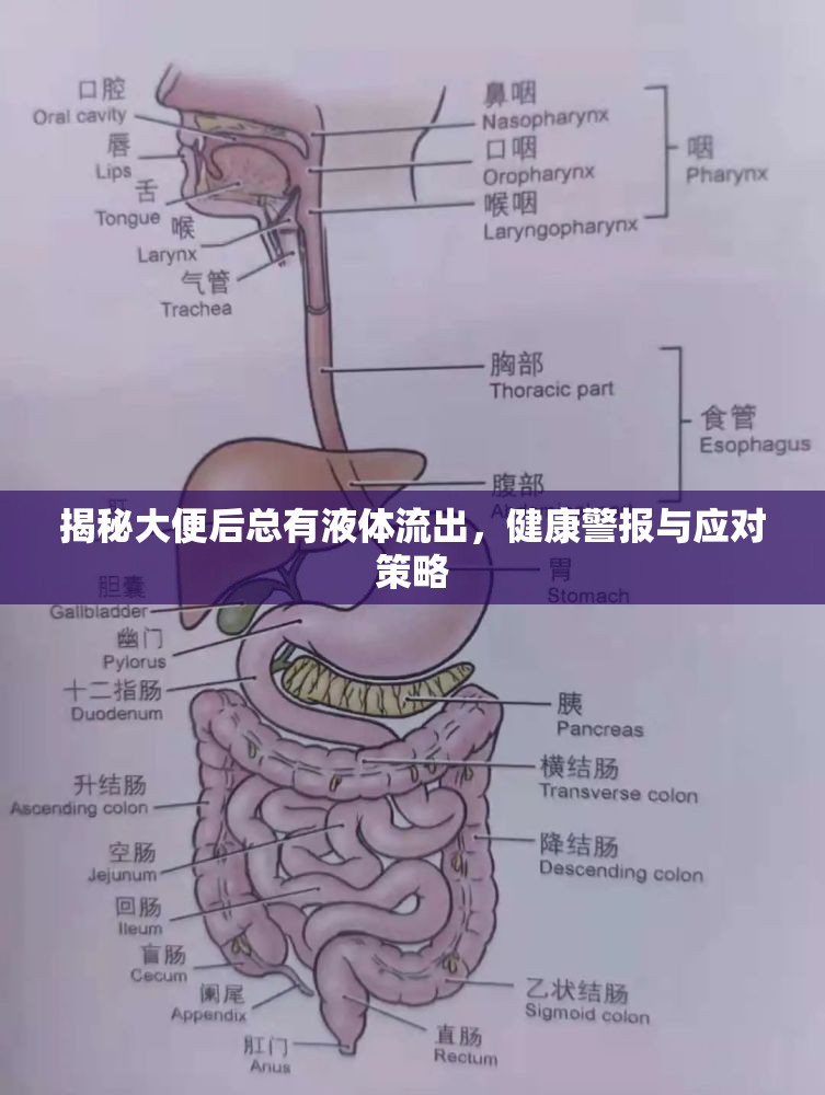 揭秘大便后總有液體流出，健康警報(bào)與應(yīng)對(duì)策略