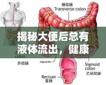 揭秘大便后總有液體流出，健康警報(bào)與應(yīng)對(duì)策略
