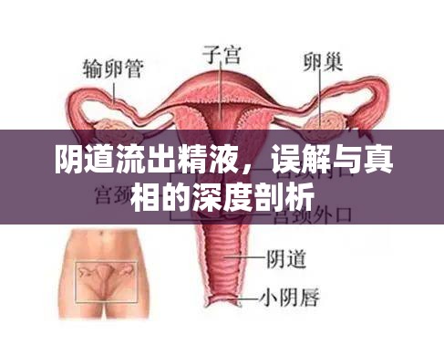 陰道流出精液，誤解與真相的深度剖析