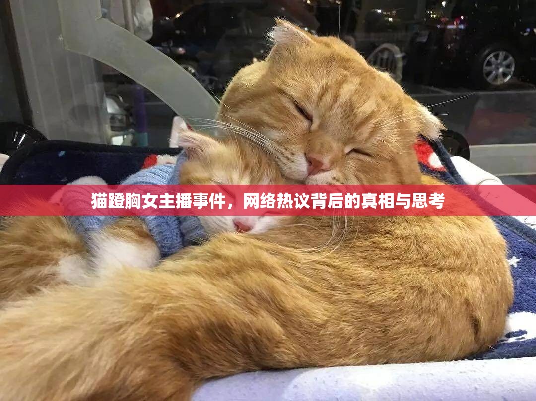 貓蹬胸女主播事件，網(wǎng)絡(luò)熱議背后的真相與思考
