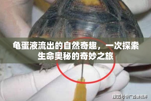 龜?shù)耙毫鞒龅淖匀黄嫒ぃ淮翁剿魃鼕W秘的奇妙之旅
