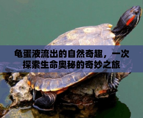 龜?shù)耙毫鞒龅淖匀黄嫒ぃ淮翁剿魃鼕W秘的奇妙之旅