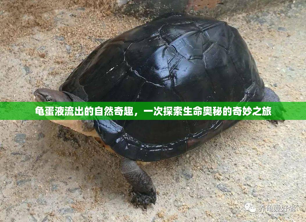 龜?shù)耙毫鞒龅淖匀黄嫒?，一次探索生命奧秘的奇妙之旅