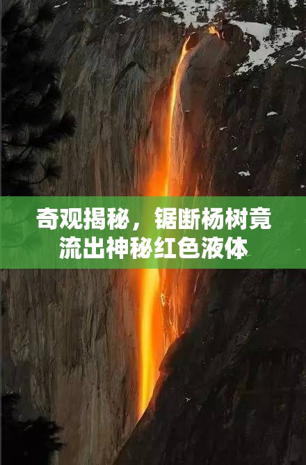 奇觀揭秘，鋸斷楊樹竟流出神秘紅色液體