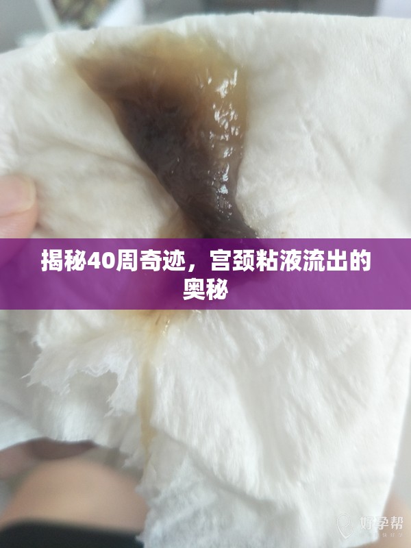 揭秘40周奇跡，宮頸粘液流出的奧秘