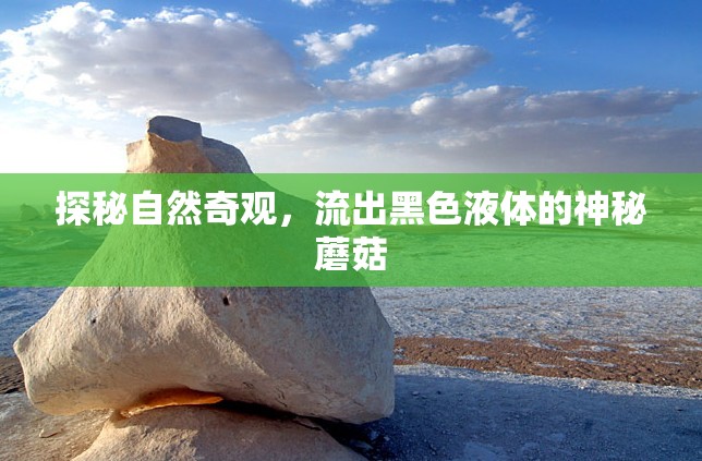 探秘自然奇觀，流出黑色液體的神秘蘑菇