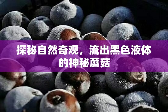 探秘自然奇觀，流出黑色液體的神秘蘑菇
