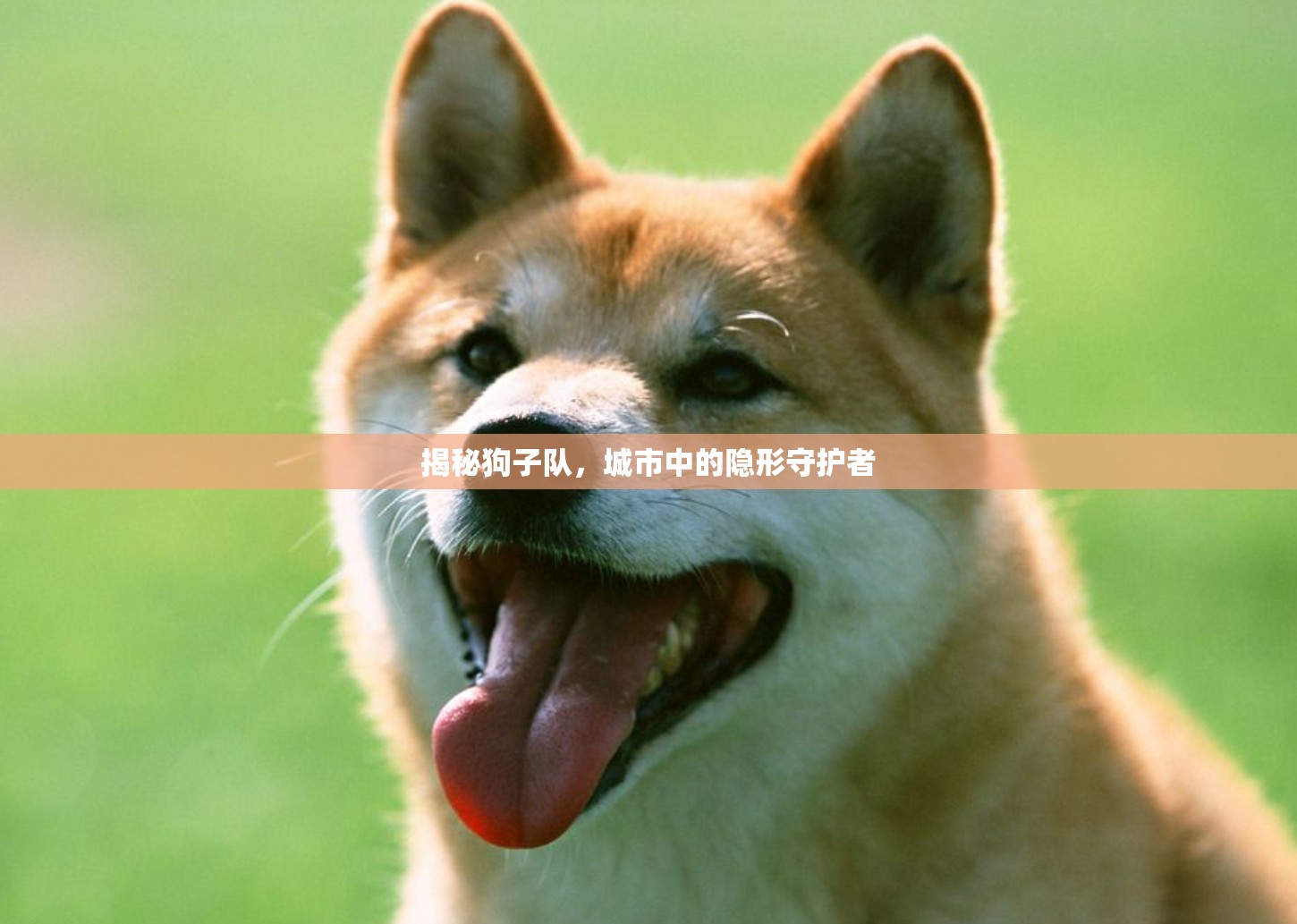揭秘狗子隊(duì)，城市中的隱形守護(hù)者