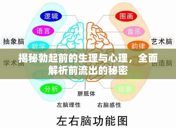 揭秘勃起前的生理與心理，全面解析前流出的秘密