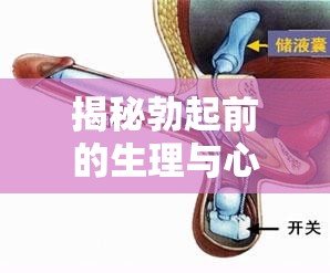 揭秘勃起前的生理與心理，全面解析前流出的秘密