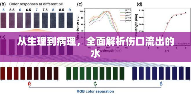 從生理到病理，全面解析傷口流出的水