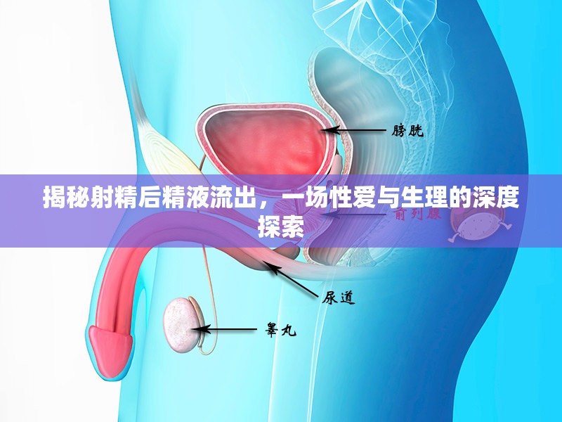 揭秘射精后精液流出，一場性愛與生理的深度探索