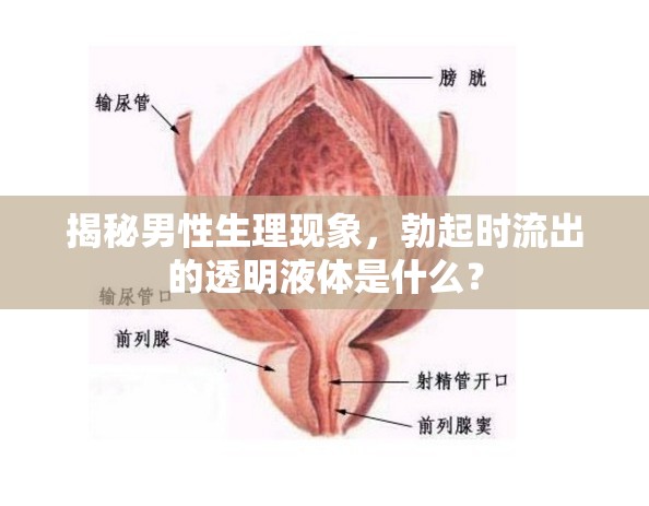 揭秘男性生理現(xiàn)象，勃起時(shí)流出的透明液體是什么？