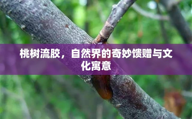 桃樹流膠，自然界的奇妙饋贈與文化寓意