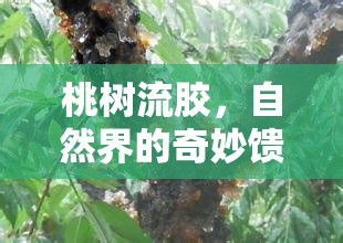 桃樹流膠，自然界的奇妙饋贈與文化寓意