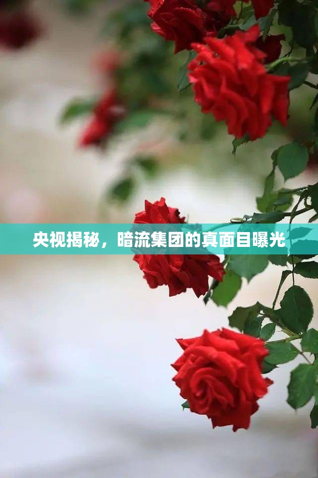 央視揭秘，暗流集團(tuán)的真面目曝光