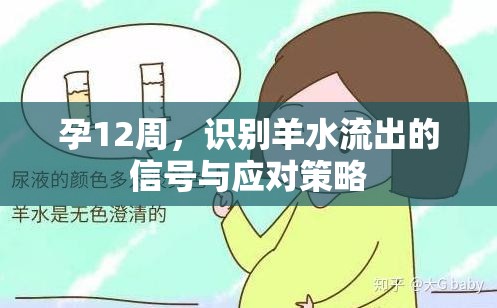 孕12周，識(shí)別羊水流出的信號(hào)與應(yīng)對(duì)策略