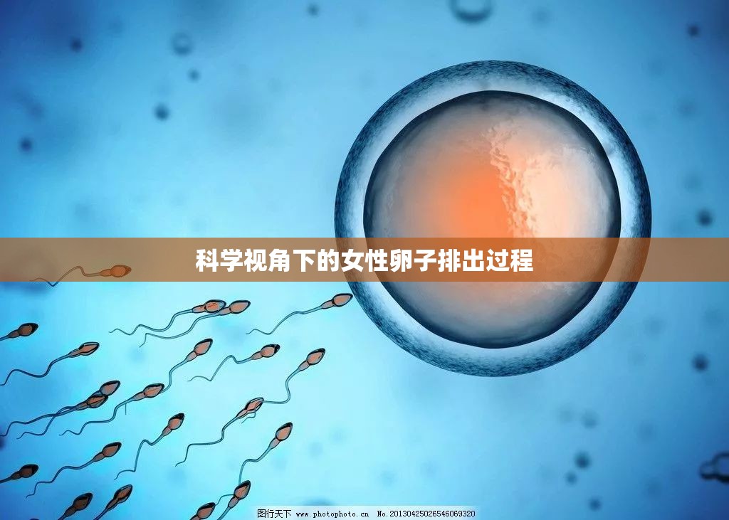 科學視角下的女性卵子排出過程
