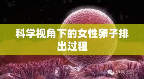 科學視角下的女性卵子排出過程