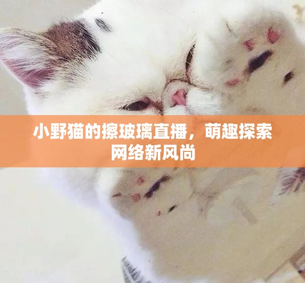 小野貓的擦玻璃直播，萌趣探索網(wǎng)絡(luò)新風(fēng)尚