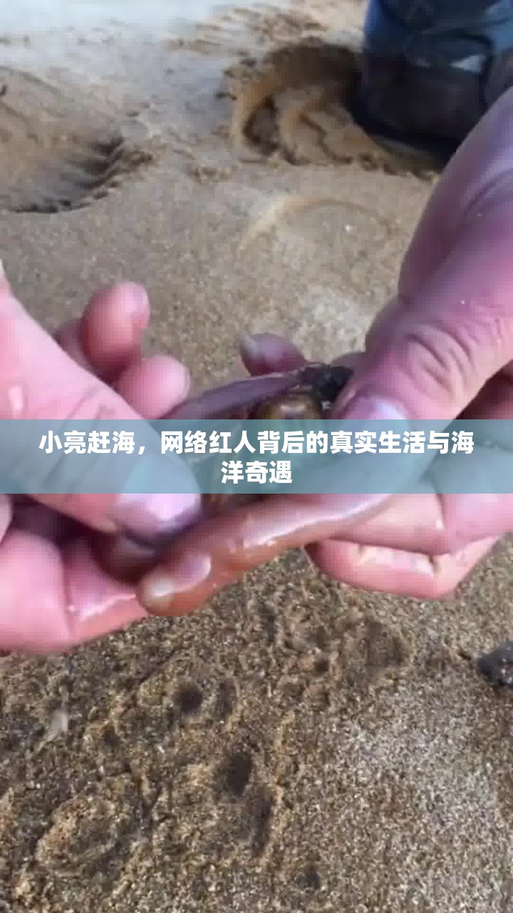 小亮趕海，網(wǎng)絡(luò)紅人背后的真實生活與海洋奇遇