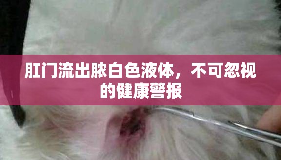 肛門流出膿白色液體，不可忽視的健康警報(bào)