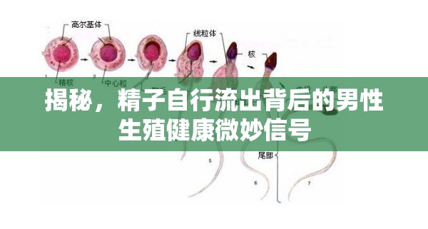 揭秘，精子自行流出背后的男性生殖健康微妙信號(hào)