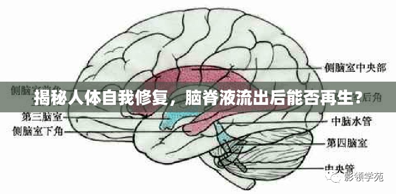 揭秘人體自我修復(fù)，腦脊液流出后能否再生？