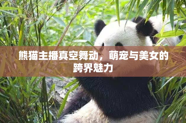 熊貓主播真空舞動，萌寵與美女的跨界魅力