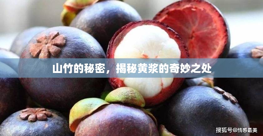 山竹的秘密，揭秘黃漿的奇妙之處