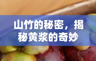山竹的秘密，揭秘黃漿的奇妙之處