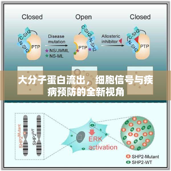 大分子蛋白流出，細(xì)胞信號與疾病預(yù)防的全新視角